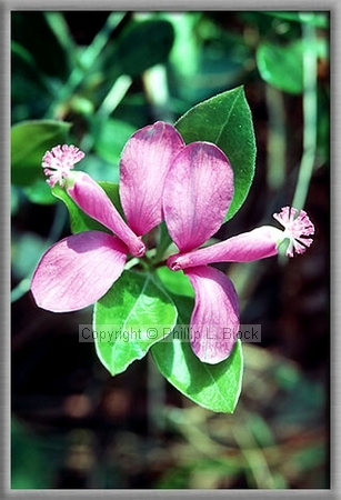 Fringed Polygala or Gaywings (Polygala Paucifolia)