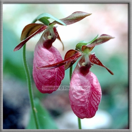 Pink Lady's Slipper (Cypipedium Acaule)