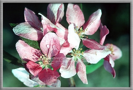 Apple Blossums