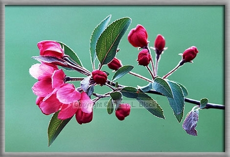 Cherry Blossums