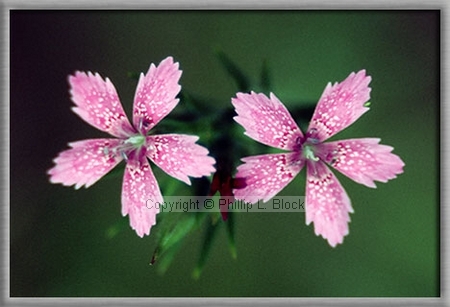 Deptford Pink (Dianthus Armeria)