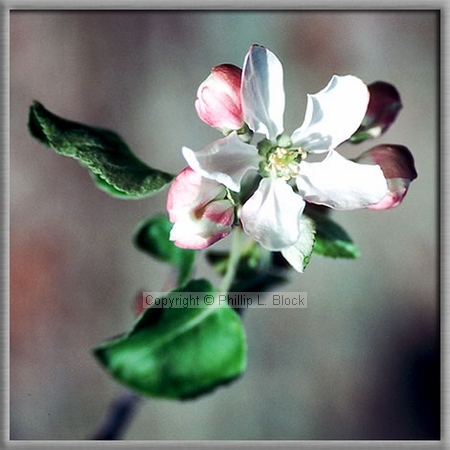Apple Blossum