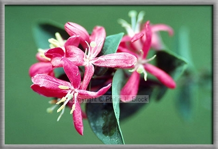 Pretty in Pink (species unknown)