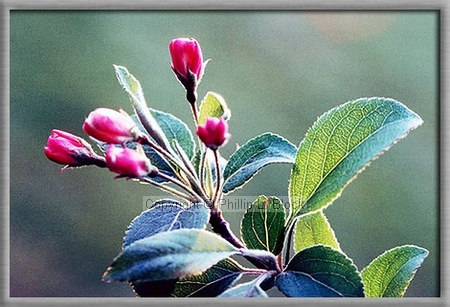 Apple Blossums