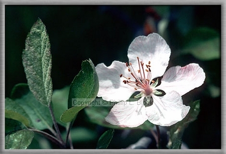 Apple Blossum