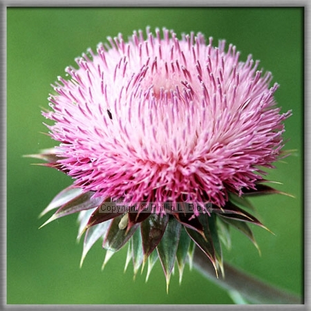 Musk Thistle (Carduus Nutans)
