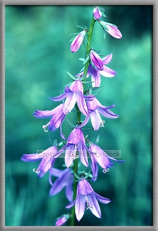 Harebell (Campanula Rotundifolia)