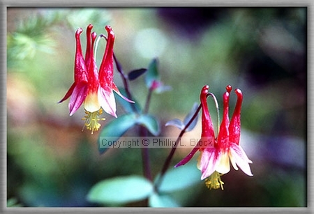 Columbine (Aquilegia Canadensis)