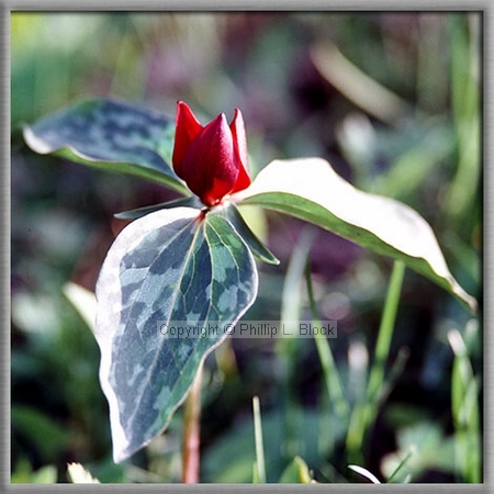 Purple Trillium (Trillium Recurvatum)