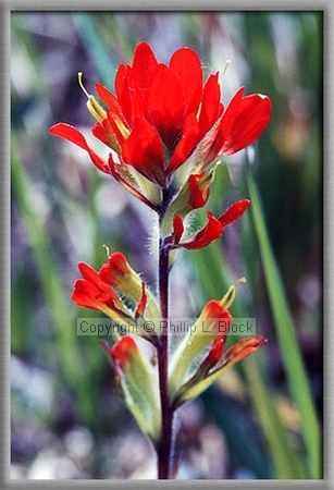 Indian Paintbrush (Castilleja Coccinea)