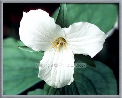 Large-Flowered Trillium (Trillium Grandiflorum)