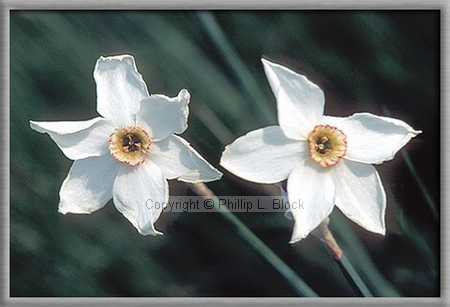 Dwarf Daffodils
