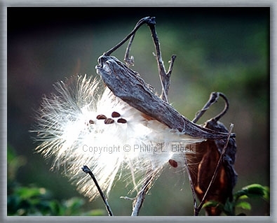 Common Milkweed (Asclepias Syriaca)