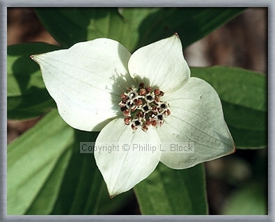 Bunchberry (Cornus Canadensis)