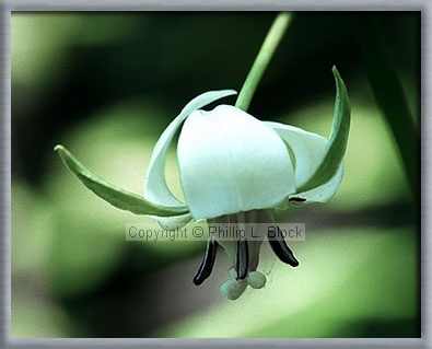 Nodding Trillium (Trillium Cernuum)