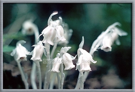 Indian Pipe (Monotropa Uniflora)