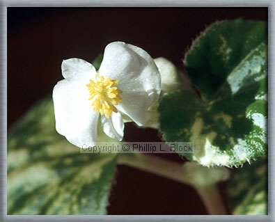 African Violet