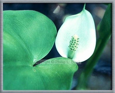 Wild Calla (Calla Palustris)