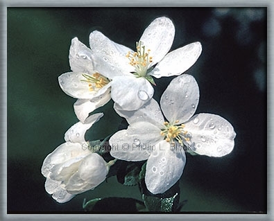 Apple Blossoms