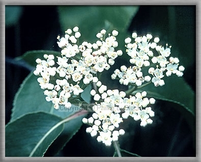 Hedge Parsley (Torilus Japonica)