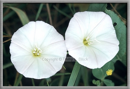 Field Bindweed (Convolvulus Arvensis)