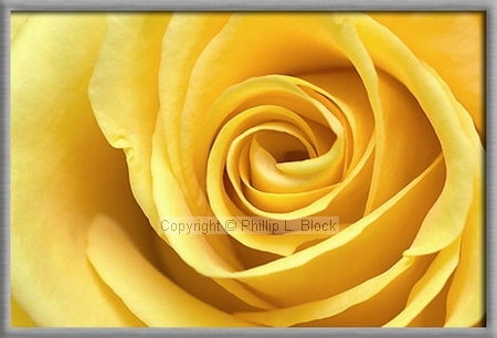 Inner Beauty - Yellow Rose