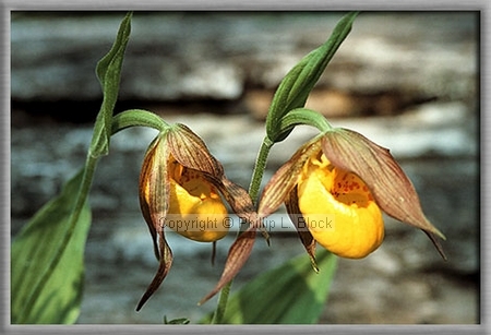 Yellow Lady's Slipper (Cypripedium Calceolus)