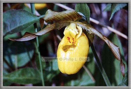Yellow Lady's Slipper (Cypripedium Calceolus)