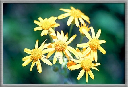 Sunflower (Helianthus Tuberosus)