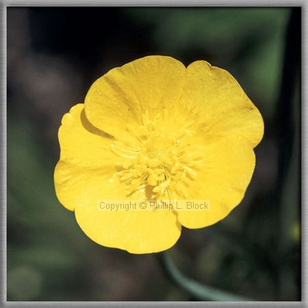 Swamp Buttercup (Ranunculus Hispidus)