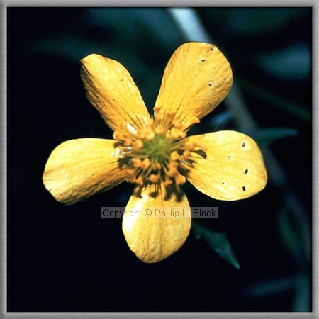 Tall Buttercup (Ranunculus Acris)