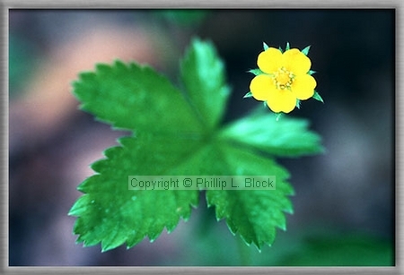 Swamp Buttercup (Ranunculus Hispidus)