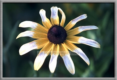 Black-Eyed Susan (Rudbeckia Hirta)