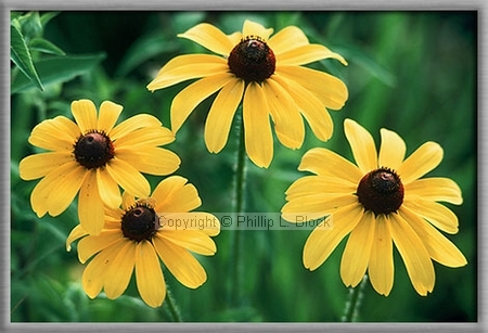 Black-Eyed Susan (Rudbeckia Hirta)