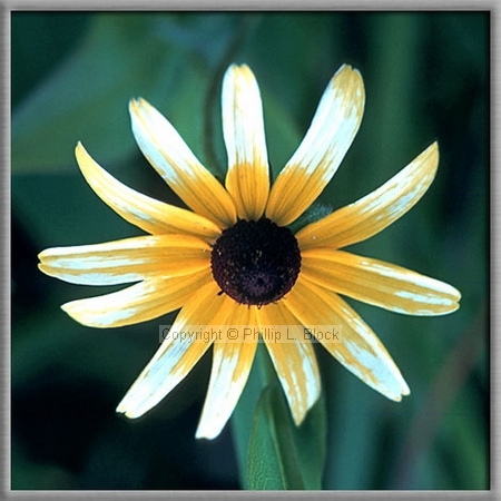 Black-Eyed Susan (Rudbeckia Hirta)