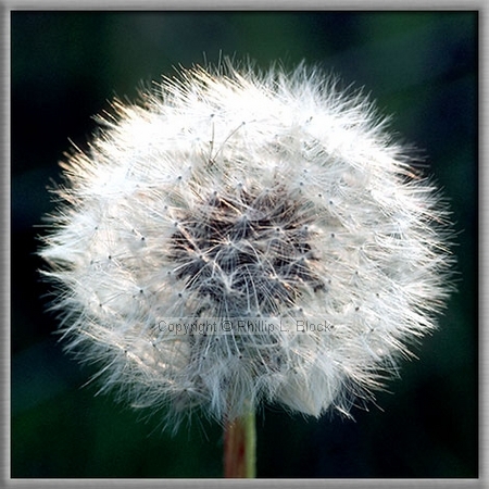 Dandelion (Taraxacum Laevigatum)