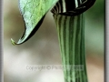 Jack-in-the-Pulpit (Arisaema Triphyllum)