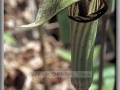 Jack-in-the-Pulpit (Arisaema Triphyllum)