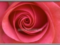Inner Beauty - Pink Rose