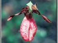 Pink Lady's Slipper (Cypipedium Acaule)