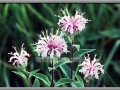 Missouri Ironweed (Veronica Missurica)