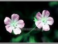 Wild Geranium (Geranium Maculatum)