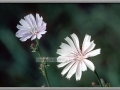 Chicory (Cichorium Intybus)