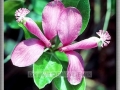 Fringed Polygala or Gaywings (Polygala Paucifolia)