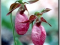 Pink Lady's Slipper (Cypipedium Acaule)
