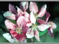 Apple Blossums