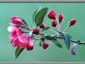 Cherry Blossums