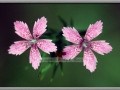 Deptford Pink (Dianthus Armeria)