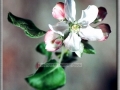 Apple Blossum