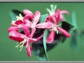 Pretty in Pink (species unknown)